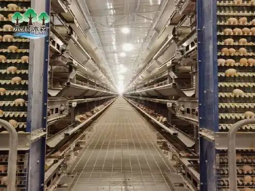 Affordable quadruple-deck layer rearing cages for small farms